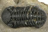 Phacopid (Morocops) Trilobite - Foum Zguid, Morocco #372435-3